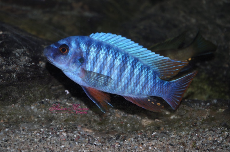 Labeotropheus fuelleborni 'Thumbi West Island'